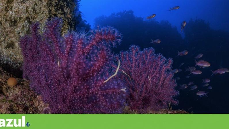 Corais no Gorringe, fotografados numa missão científica em Setembro de 2024