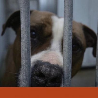 Sapadores de Braga resgatam 1970 animais feridos ou doentes