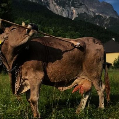 Veronika, vaca austríaca, demonstra que bovinos conseguem usar ferramentas