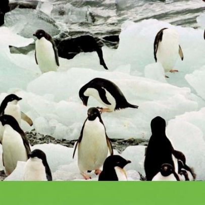 Pinguins adiantam reprodução em duas semanas por mudanças climáticas