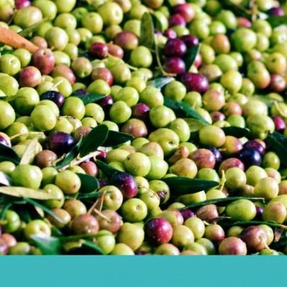 Casa Relvas torna-se o primeiro produtor de azeite com certificação de sustentabilidade