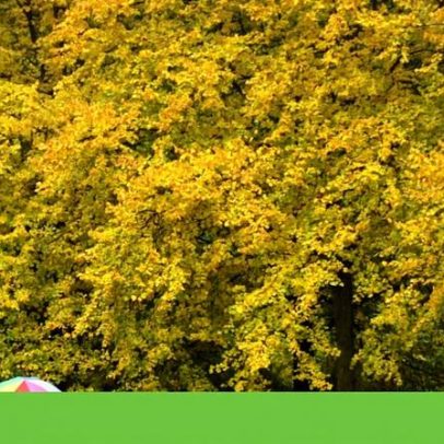 Para cada dólar investido na proteção da natureza, 30 são gastos na destruição
