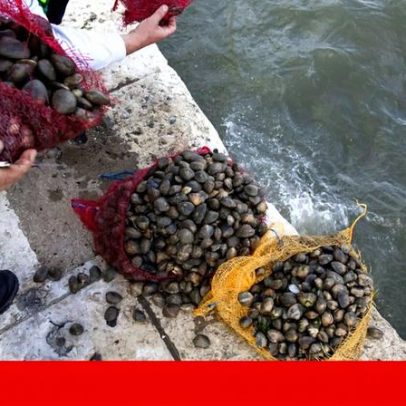 Captura de amêijoa-japonesa no Tejo proibida a partir desta quinta-feira