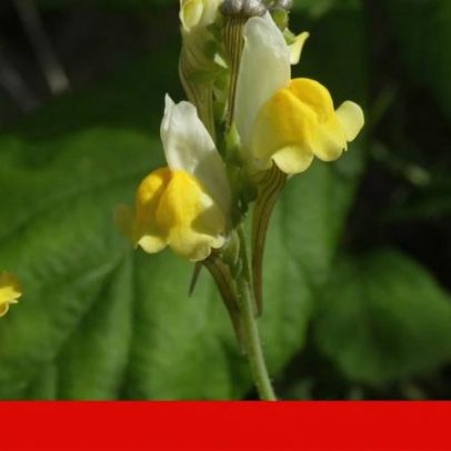 Nova espécie Linaria almadensis descoberta em Almada, aos pés do Cristo Rei