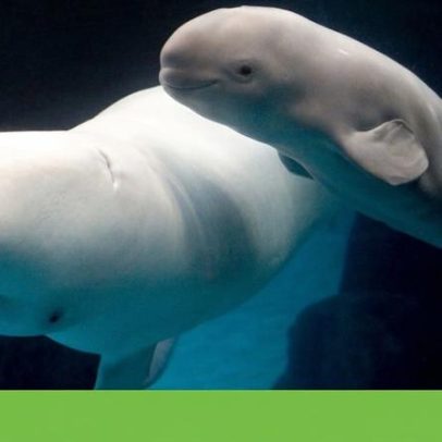 Parque aquático canadiano ameaça abater 30 belugas se não as vender aos EUA