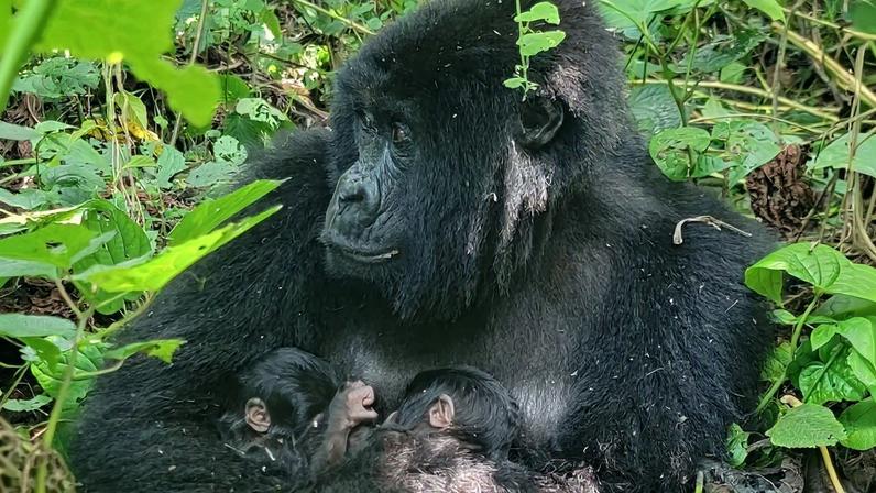 Os dois gémeos gorilas-das-montanhas com a sua mãe, Mafuko, no parque nacional de Virunga, na República Democrática do Congo