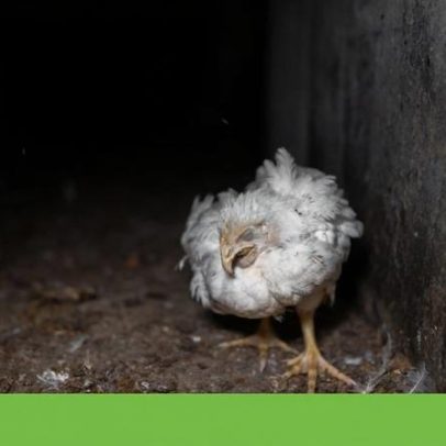 Relação do Porto rejeita recurso do Pingo Doce contra denúncia da Frente Animal