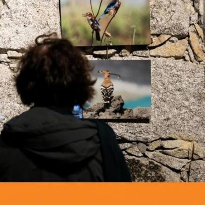 Aves migram para a Palestina, levantando reflexão sobre liberdade