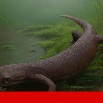 Nabia civiscientrix, nova espécie de anfíbio do Jurássico em Portugal