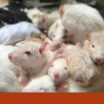 Resgatam 450 ratos de estimação em casa e procuram adotantes