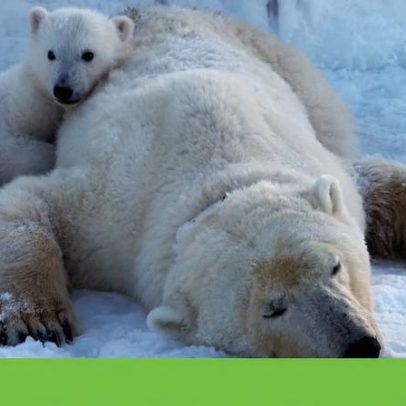 Mesmo com degelo, alguns ursos polares continuam a engordar