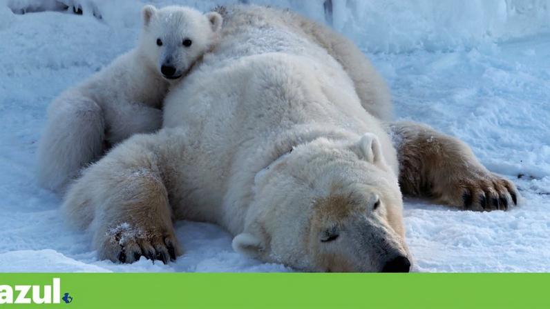 Um urso polar repousa no gelo, aconchegando o seu filhote