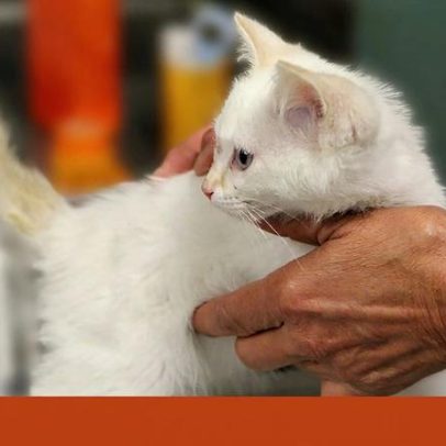 Mulher condenada por negligência após filha colocar gata no forno