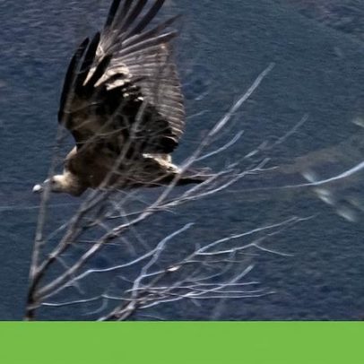 Douro, Bragança e Algarve recebem Zonas Especiais de Conservação