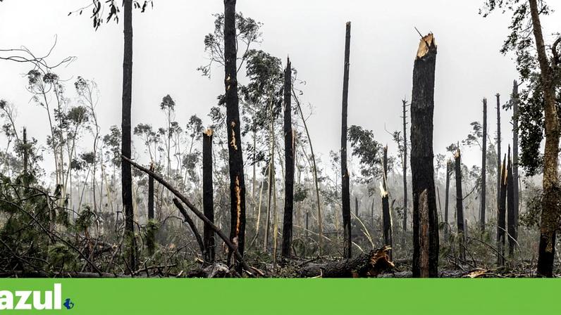 O excesso de chuva e vento está a deixar os campos impraticáveis para a agricultura e a pecuária