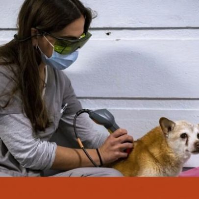 Prevenir na saúde animal, chave para o futuro da saúde pública