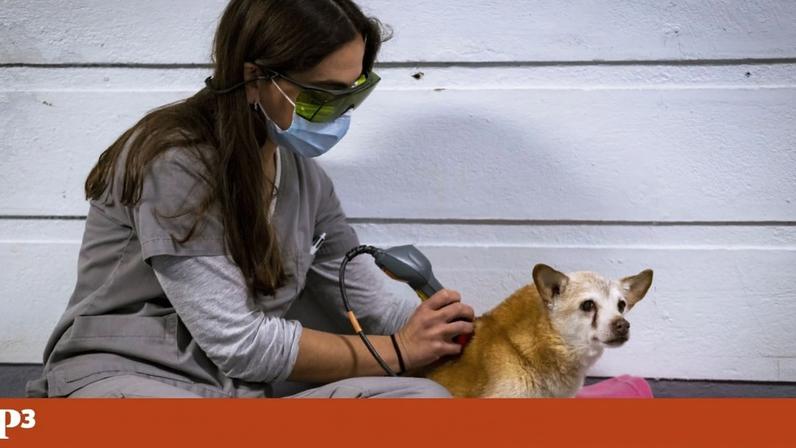 Prevenir na saúde animal, chave para o futuro da saúde pública