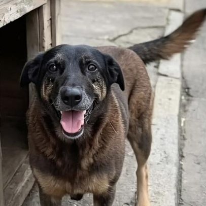 Caso do cão Orelha: adolescentes acusados de agressão no Brasil