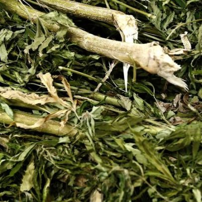 Cantanhede: Desmantelada produção de cannabis