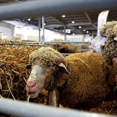 Agricultores alertam para danos causados pela língua azul