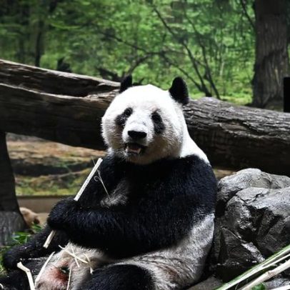 Japão devolve pandas à China, encerrando a diplomacia do panda