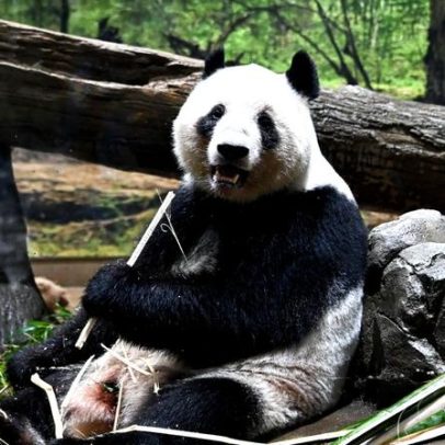 Japão despede-se dos últimos pandas, que regressam à China