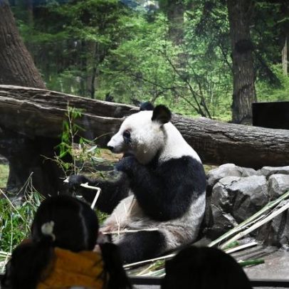 Últimos pandas do Japão chegam à China após acordo concluído