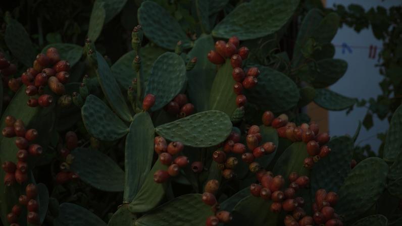 Alentejo promove produtos agroalimentares na Alemanha e nos Países Baixos