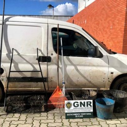 GNR detém em flagrante três suspeitos de furto de azeitonas em Campo Maior