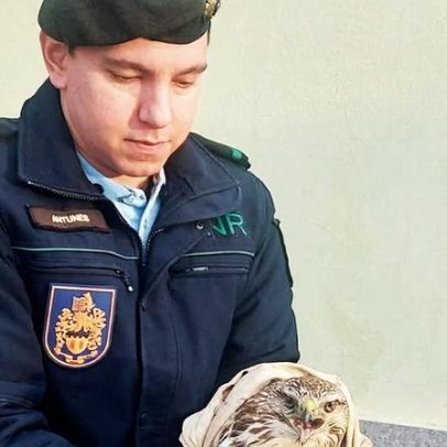 Águias-de-asa-redonda resgatadas em Castelo Branco após avisos da população