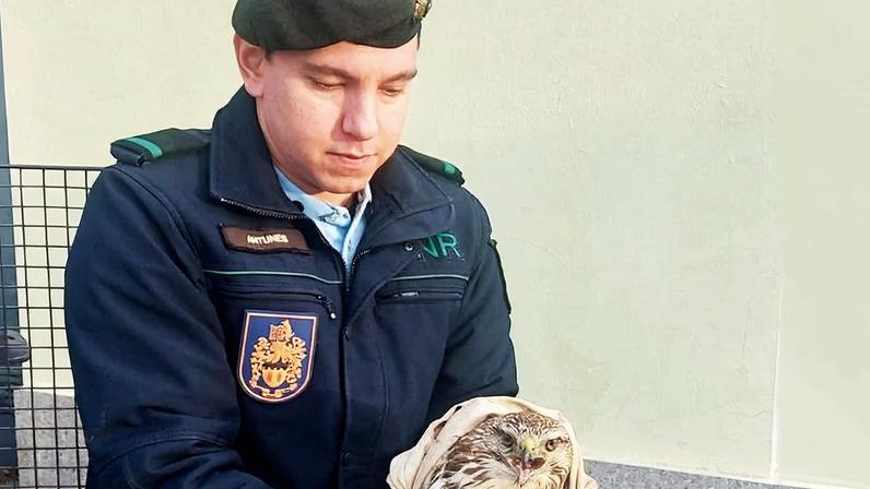 Castelo Branco: duas águias-de-asa-redonda resgatadas após alertas da população