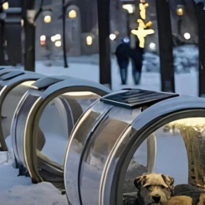 Budapeste oferece esperança a cães abandonados durante o inverno
