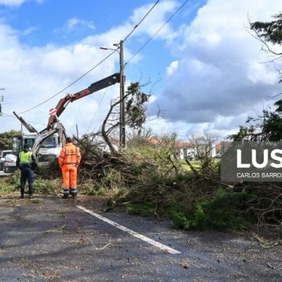 Queda de árvore sobre carro deixa uma vítima mortal em Vila Franca de Xira