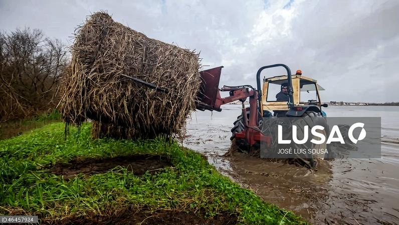 Ministério da Agricultura disponibiliza plataforma para sinalizar prejuízos