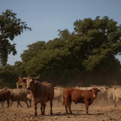 Certificação Pecuária Baixo Carbono distingue práticas da Companhia das Lezírias
