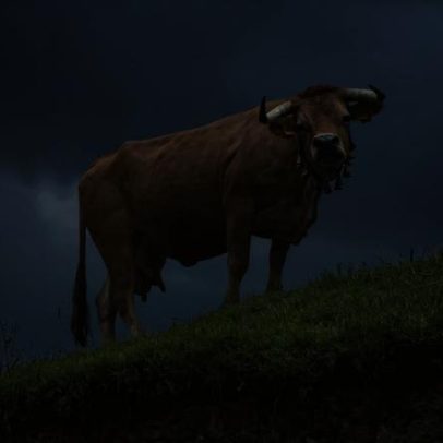 Câmara de Cinfães abre consulta pública sobre apoios à criação de gado arouquês