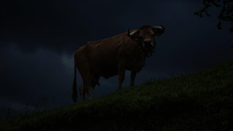 Câmara de Cinfães abre consulta pública para alterar apoios à criação de gado arouquês