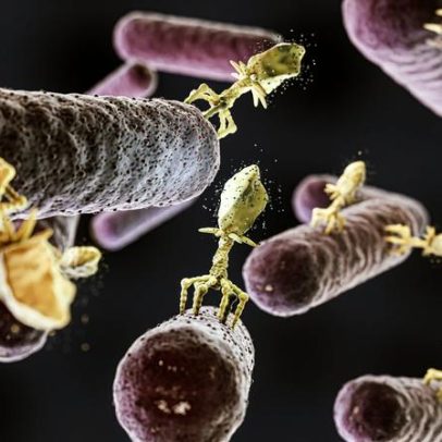 Primeiros casos de Candida auris em Portugal destacam necessidade de vigilância