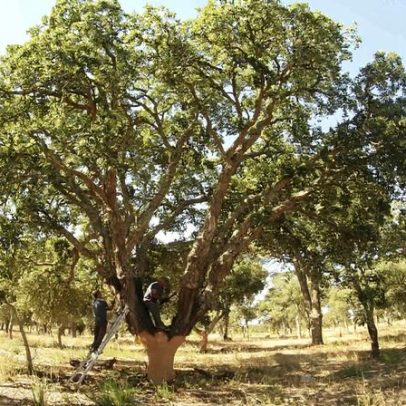 Coruche recebe seminário sobre gestão florestal e resiliência do sobreiro