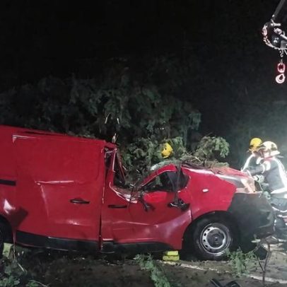 Queda de árvore mata motorista de carrinha em Vila Franca de Xira