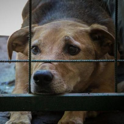 GNR resgata 124 animais e constitui arguido por maus-tratos em Penafiel