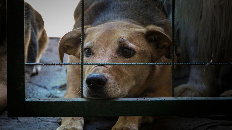 GNR resgata 124 animais e constitui arguido por maus-tratos em Penafiel
