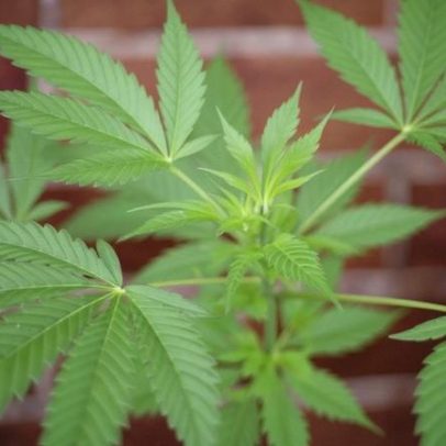 PJ desmantela produção de canábis e detém suspeito