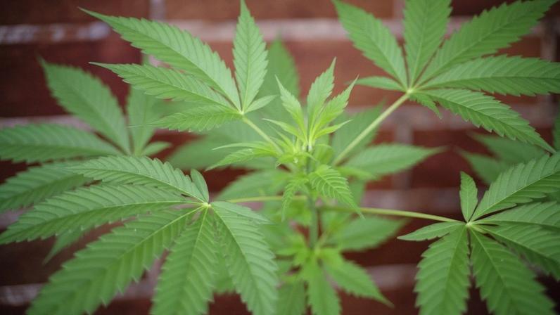 A polícia revelou que apreendeu uma enorme diversidade de equipamentos utilizados para fim exclusivo do cultivo, produção, pesagem e embalamento da canábis, a apreensão de mais de 370 pés daquela planta