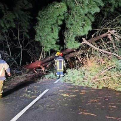 Tempestade derruba mais de 40 árvores e bloqueia vias principais na região