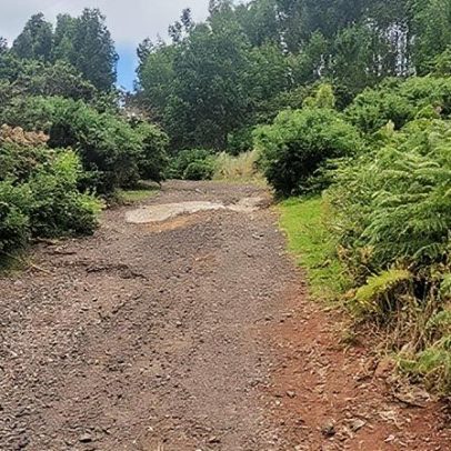 Queda de árvores em Santo António da Serra causa interrupções