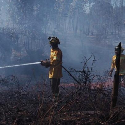 CCDR Alentejo apoia 88 agricultores afetados pelos fogos do verão