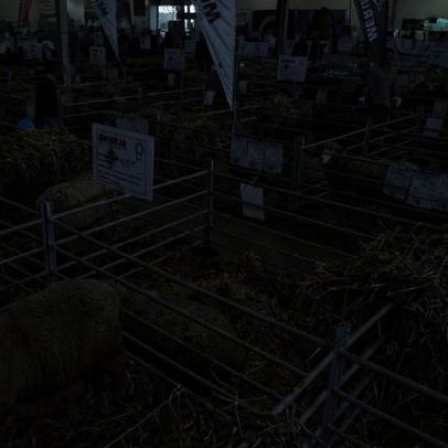 Mercado pecuário do Alentejo encerra 2025 em alta