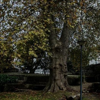 Plátano da Quinta da Cruz, em Viseu, fica em 10.º na Árvore do Ano
