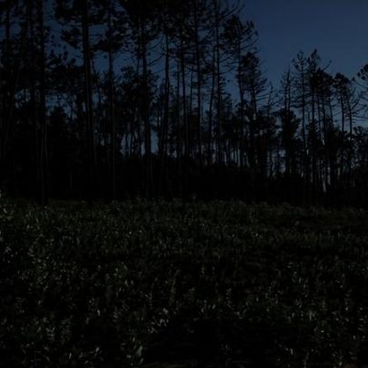 Águeda avança com restauro ecológico nas zonas afetadas pelos incêndios de 2024